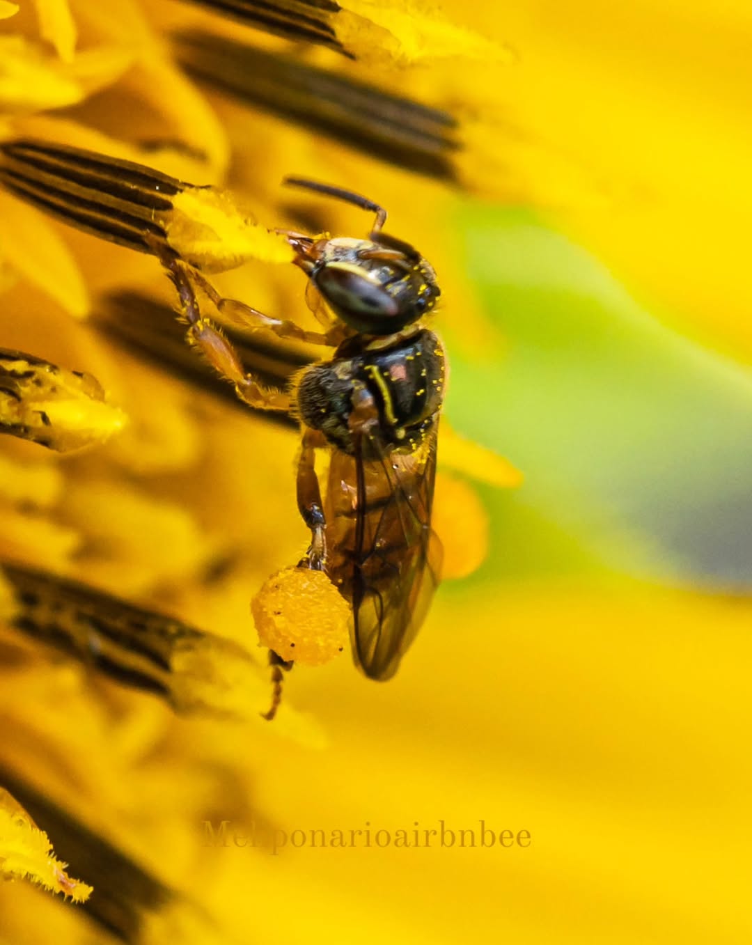 Abelha nativa sem ferrão em flor