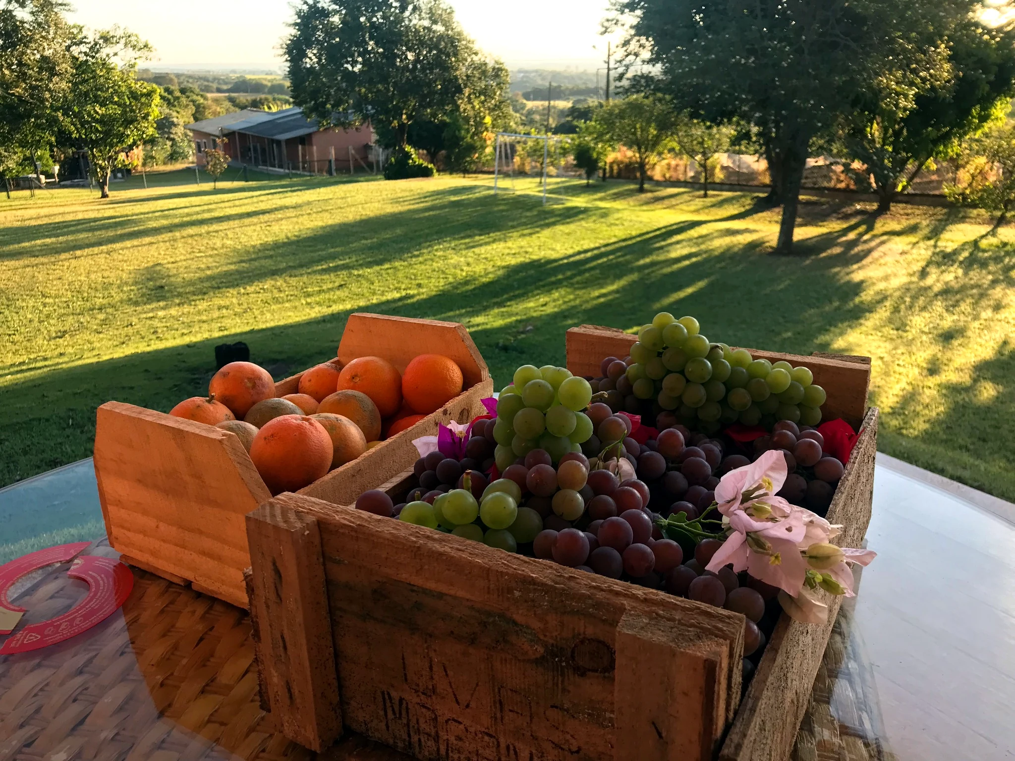 Colheita de uvas no campo