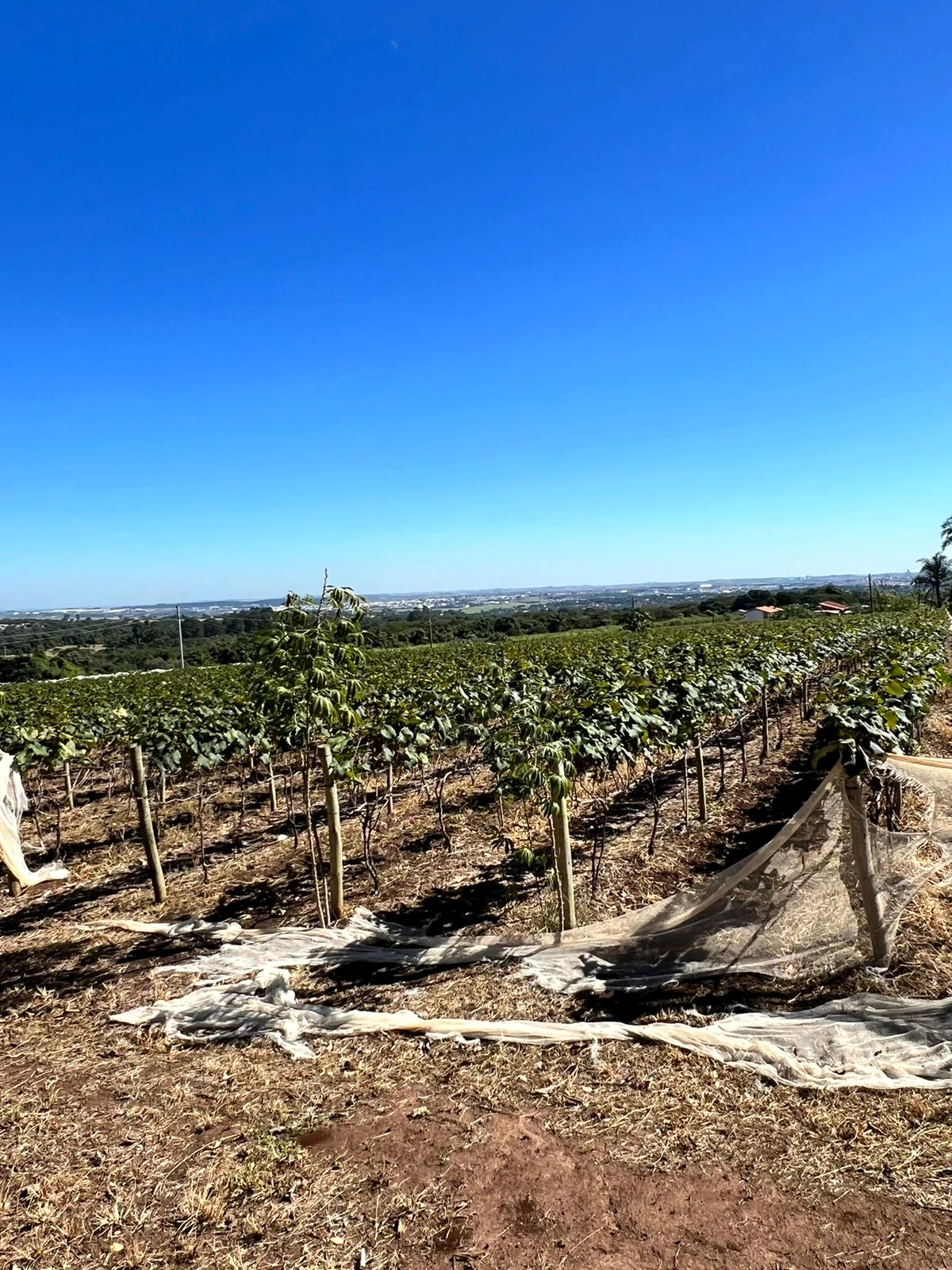 Paisagem agrícola com cultivo em linhas